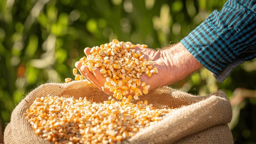 INVESTIMENTOS NA AGRICULTURA! 250 SACOS DE MILHO FORAM ENTREGUES PARA PRODUTORES