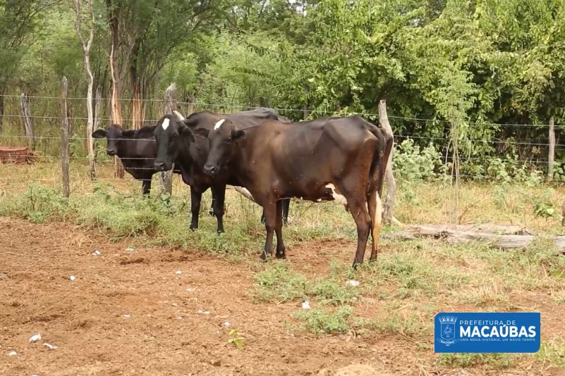PROGRAMA MAIS PECUÁRIA BRASIL TEM CONTRIBUÍDO PARA A AGRICULTURA FAMILIAR DE MACAÚBAS